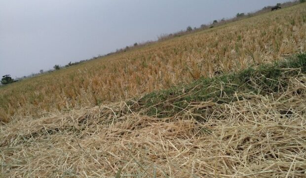 Immagine rappresentativa della crisi agricola in Italia