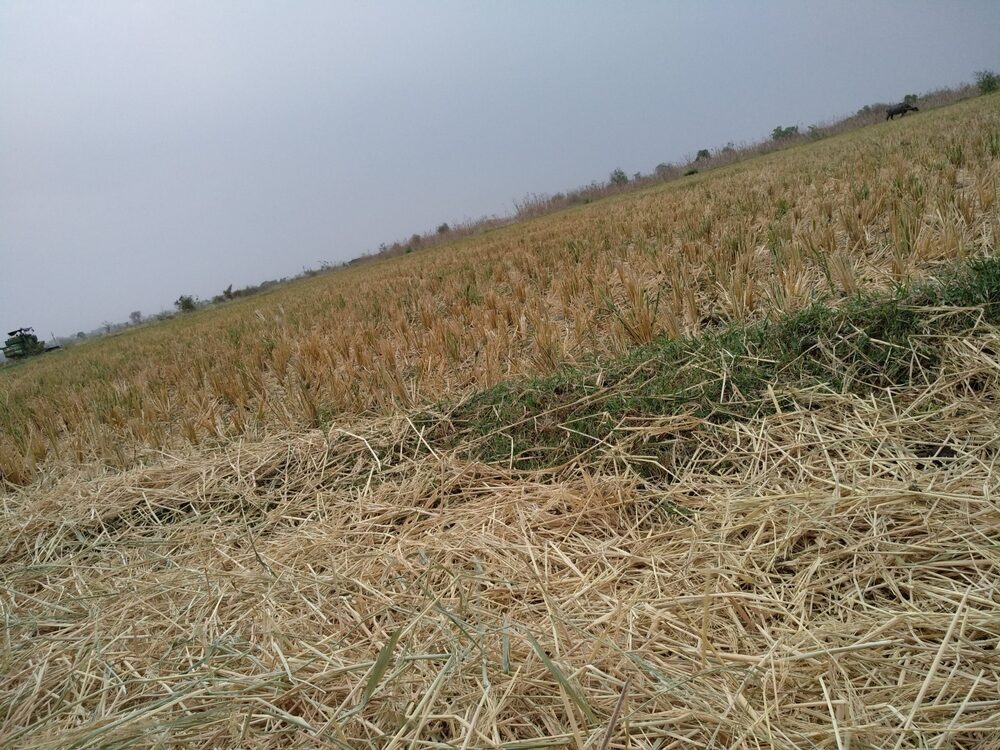Immagine rappresentativa della crisi agricola in Italia