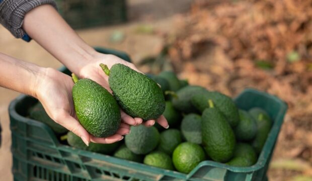 Espansione della produzione di avocado da parte di Halaesa in Sicilia