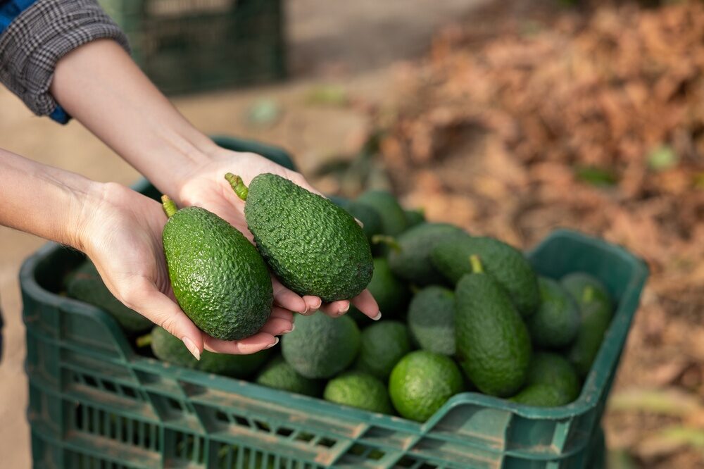 Espansione della produzione di avocado da parte di Halaesa in Sicilia