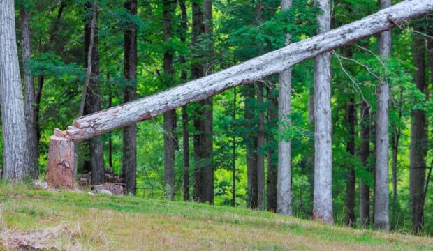 Aumento dei costi produttivi dei pannelli in legno