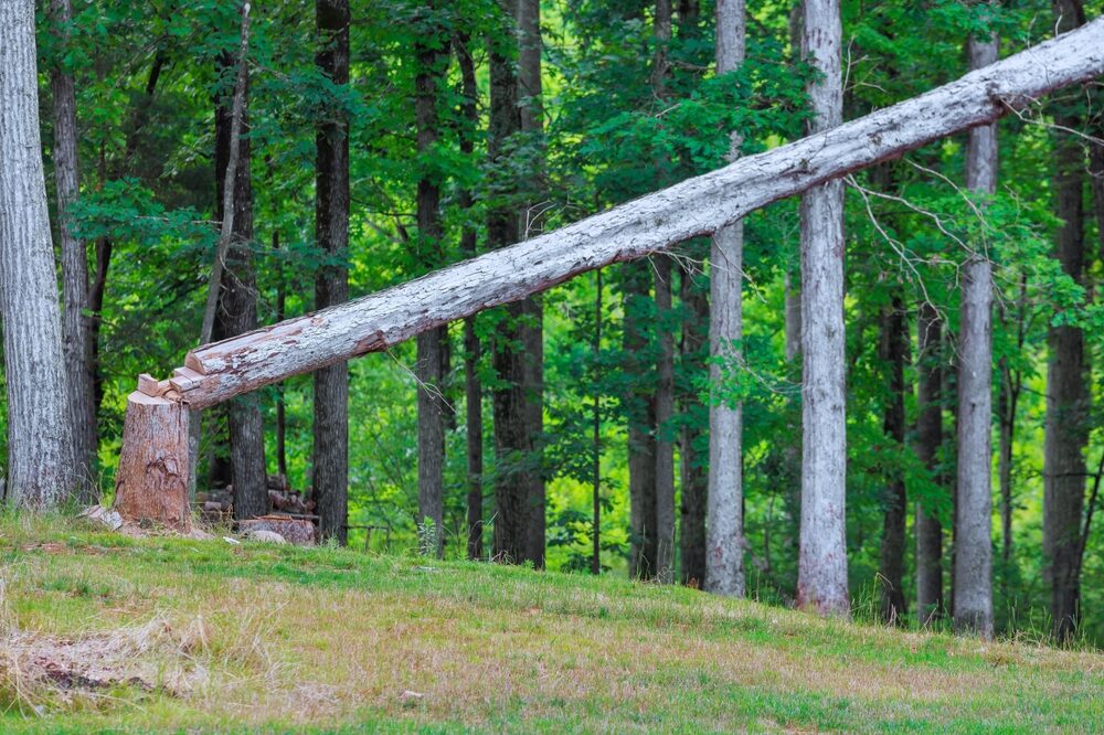 Aumento dei costi produttivi dei pannelli in legno