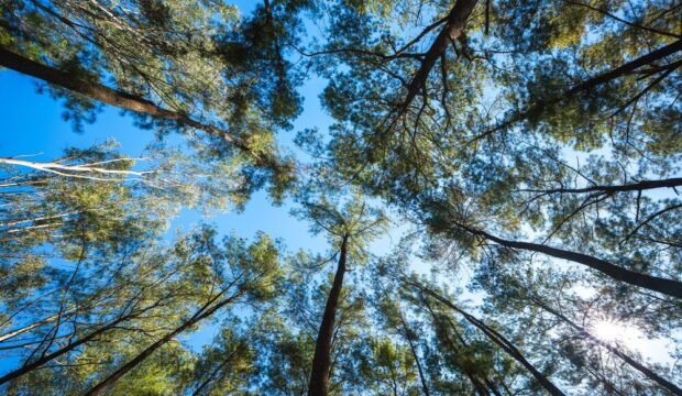 Nuovi alberi piantati in Italia