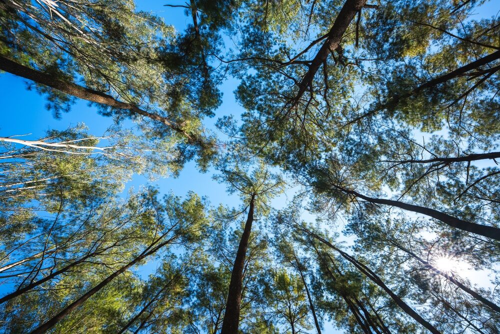 Nuovi alberi piantati in Italia