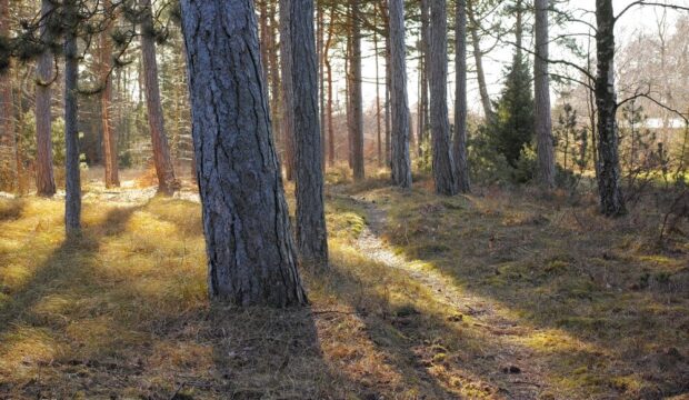 Immagine di alberi piantati in Italia